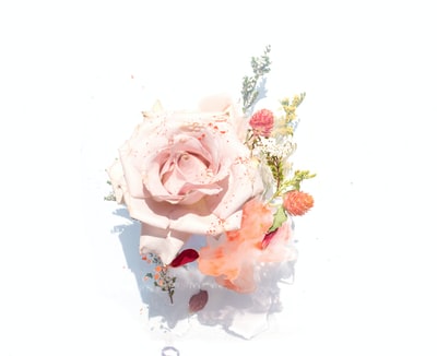 粉红玫瑰插画